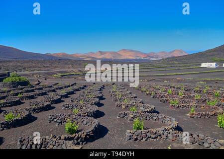 Vine est de plus en plus sur l'île de Lanzarote dans l'océan Atlantique Banque D'Images