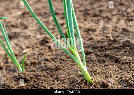 Les oignons cultivés biologiquement. Les oignons verts dans le jardin, close-up. Banque D'Images