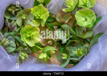 Graines hellébores fleurs fleurs humides vert après la floraison, entouré par le bleu transparent. Close up. Vue d'en haut. Banque D'Images