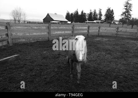 Une belle petite poney dans une ferme Banque D'Images