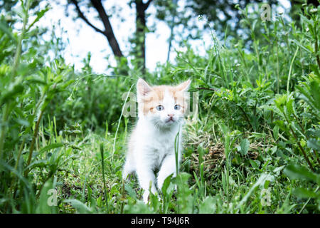 Petit Chaton jouant dans l'herbe. Jeune chaton dans la cour. Banque D'Images