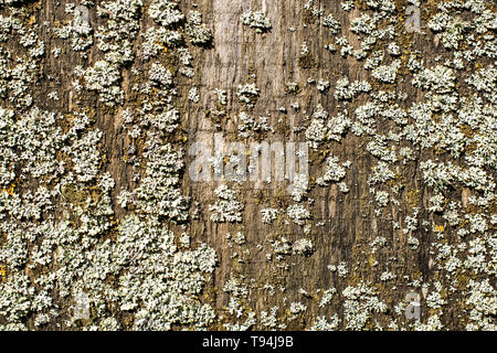 Les modèles de Flavoparmelia caperata lichen foliacé sur bois naturel, Close up. Banque D'Images
