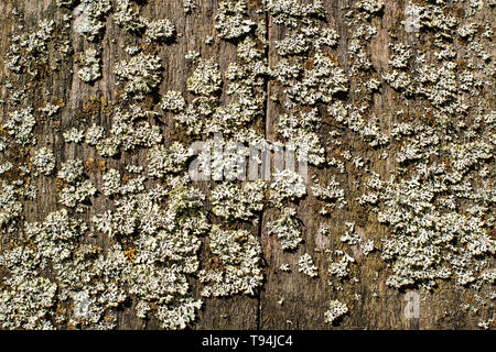 Les modèles de Flavoparmelia caperata lichen foliacé sur bois naturel, Close up. Banque D'Images