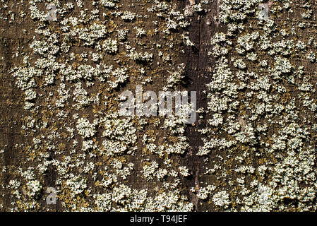 Les modèles de Flavoparmelia caperata lichen foliacé sur bois naturel, Close up. Banque D'Images