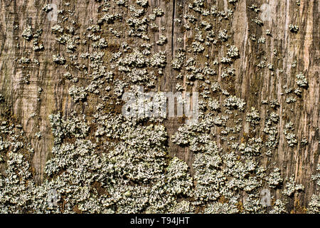 Les modèles de Flavoparmelia caperata lichen foliacé sur bois naturel, Close up. Banque D'Images