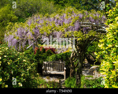 Wisteria floribunda 'Burford' pousse sur un cadre au-dessus d'un coin salon à la maison du jardin, Buckland Monachorum, Devon Banque D'Images