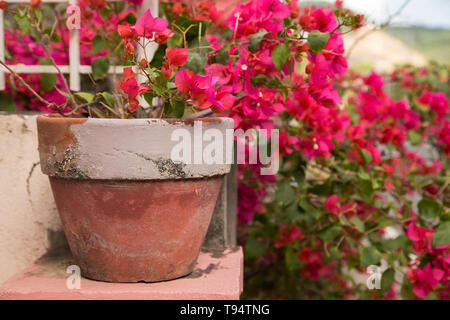 Petites fleurs roses dans un pot Banque D'Images