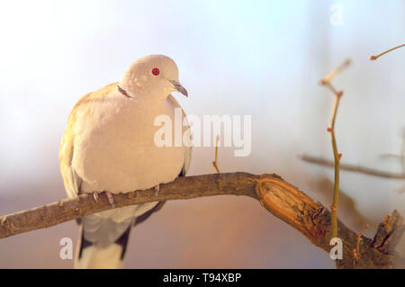 Oiseau Pigeon gris assis seul sur une feuille d'arbre branche Banque D'Images