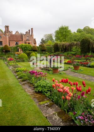 Vue Portrait:Chenies Manoir et jardin en contrebas en mai avec des variétés de tulipes d'un côté de la pelouse ; rose carmin profond, dynamique et de pêche. Banque D'Images