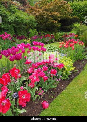 Perspective diagonale de Chenies Manor sunken garden en mai avec des variétés de tulipes,'Fantasy', 'Reine des merveilles', 'Merlot' ; 'Barcelona'. Banque D'Images