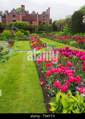 Vue Portrait:Chenies Manoir et jardin en contrebas en mai avec des variétés de tulipes d'un côté de la pelouse ; rose carmin profond, dynamique et de pêche. Banque D'Images