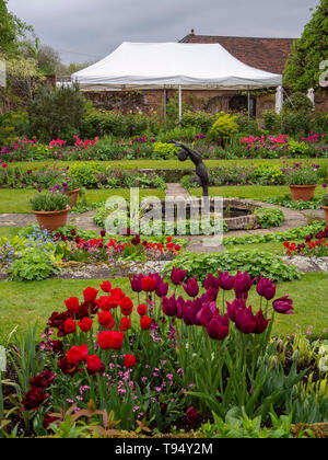 Chenies Manor House sunken garden en mai avec des tulipes roses et mauves avec le salon de thé et les manifestations, ciel nuageux ; bassin d'agrément et de la sculpture. Banque D'Images