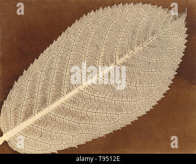 Une feuille photographié par William Henry Fox Talbot, ch. 1839. William Henry Fox Talbot (1800-77) a mis au point un système photographique pour faire des tirages sur papier de chlorure d'argent en 1839, la même année que l'invention du daguerréotype. En 1842, il fait breveter le premier type de négatif (calotype) à partir de laquelle les estampes peuvent être faites. Il a donc reçu la médaille Rumford de la Royal Society. Il a également mis au point une méthode pour faire des photographies instantanées à l'aide de l'allumage par étincelle électrique, en 1851. Banque D'Images