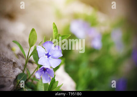 Belle fleur mauve pervenche tenace pousse dans une prairie éclairée par la lumière du soleil au printemps Banque D'Images