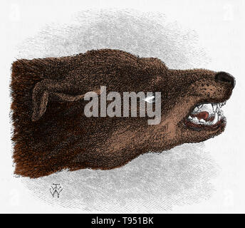 Gravure de la tête d'un chien hargneux, prises de Charles Darwin's Expression des émotions de l'homme et des animaux (1872). Animaux de communiquer leurs intentions à l'autre par ce langage du corps. Banque D'Images