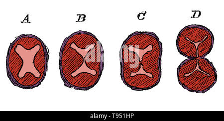 Schéma montrant la division de la partie inférieure de l'aorte, l'aorte, le bulbe et la formation de la vannes semi-lunaire. Un tronc artériel indivise, avec quatre coussins endocardiques ; B, l'avance des deux coussins latéraux résultant de la division de la lumière ; C, projection de trois coussins endocardiques dans chaque partie ; D, la séparation dans l'aorte et les troncs pulmonaire terminée. Banque D'Images