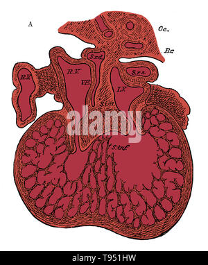 La Section à travers le cœur des droits de l'embryon montrant la formation du septum cardiaque et l'auriculo-ventriculaire, vannes 5 à 6 semaines. R.V, l'oreillette droite ; L.V, oreillette gauche ; S.r.d, corne de droite ; sinus Sr.s, corne gauche des sinus ; s. int, le septum supérieur et ostium commun (septum intermedium) ; s. inf, déduit du septum ventriculorum ; Ce septum, ainsi que l'essentiel de la ventricule, est une éponge musculaire à ce stade. Oc, de l'œsophage ; Br, des bronches. Banque D'Images