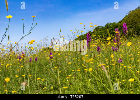 Un Devon pré des fleurs au début de l'été. Buttecups (Ranunculus acris) et au début de l'Orchidées (Orchis mascula violet) avec des herbes et de ciel bleu, tiré vers le bas bas Banque D'Images