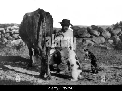 Intitulé : "producteur au consommateur" montre l'homme, à Milford, New Hampshire, traire une vache et lait serrant dans la bouche des deux chats debout sur ses pattes. La traite est le fait de retirer le lait des glandes mammaires des vaches, buffles, chèvres, moutons et, plus rarement, des chameaux, des chevaux et des ânes. La traite peut être fait à la main ou à la machine, et nécessite l'animal à être actuellement ou récemment enceinte. Le trayeur peut renvoyer à l'animal qui produit du lait ou de la personne qui trait ledit animal. Photographié par J. P. Proctor, 1909. Banque D'Images