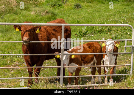 Veaux Hereford pâturage sur pâturage de graminées Banque D'Images