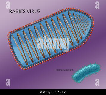 Illustration montrant la structure interne du virus de la rage, avec la structure externe indiqué dans le coin inférieur droit. Virus de la rage est un virus neurotrope qui cause la rage chez les humains et les animaux. Le virus de la rage a une morphologie cylindrique et est l'espèce type du genre Lyssavirus de la famille des Rhabdoviridae. Banque D'Images