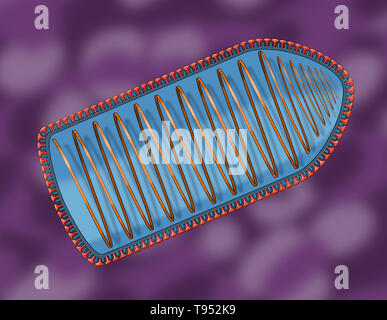 Illustration montrant la structure interne du virus de la rage. Virus de la rage est un virus neurotrope qui cause la rage chez les humains et les animaux. Le virus de la rage a une morphologie cylindrique et est l'espèce type du genre Lyssavirus de la famille des Rhabdoviridae. Banque D'Images