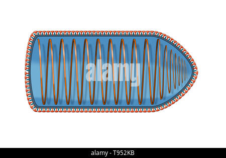 Illustration montrant la structure interne du virus de la rage. Virus de la rage est un virus neurotrope qui cause la rage chez les humains et les animaux. Le virus de la rage a une morphologie cylindrique et est l'espèce type du genre Lyssavirus de la famille des Rhabdoviridae. Banque D'Images