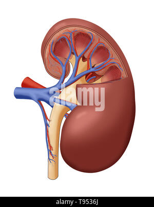 Une illustration anatomique en coupe d'un rein en bonne santé. Banque D'Images