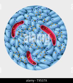 Illustration d'îlots de Langerhans en bonne santé. Banque D'Images