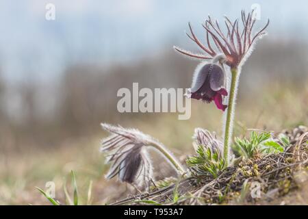 Prairie Wind flower, fragile, avec Anémone Anémone pulsatille violet foncé tasse comme fleur et tige poilue de plus en prairie. Journée de printemps ensoleillée, ciel bleu. Banque D'Images