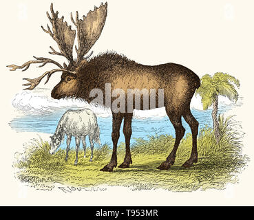 Sivatherium, reconstruit à partir d'un crâne fossile, de Louis Figuier a le monde avant le déluge, 1867 American edition. Que l'on croyait être un gigantesque cerf, il est maintenant regroupé avec les girafes et est connu pour avoir ressemblé à l'okapi. Sivatherium vivaient en Afrique et dans le sous-continent indien, à partir de la fin du Pliocène jusqu'à il y a environ 10 000 ans. Banque D'Images