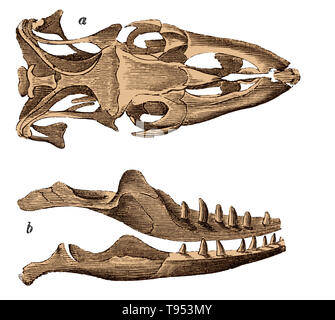 Le crâne et la mâchoire d'un moniteur du Nil (Varanus niloticus), de Louis Figuier a le monde avant le déluge, 1867 American edition. Banque D'Images