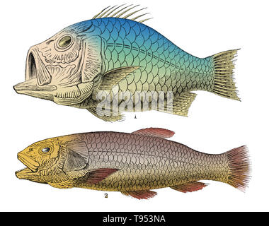 Beryx lewesiensis (haut) et Osmeroides mantelli (en bas), deux exemples de poissons trouvés dans la période du crétacé craie formations. Illustration de Louis Figuier a le monde avant le déluge, 1867 American edition. Banque D'Images