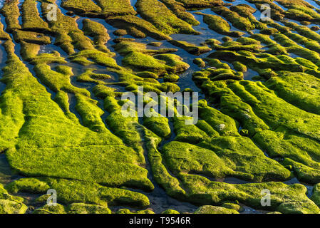 Formations rocheuses naturelles et piscines sur des fonds marins couverts par les algues et érodé par la mer dans la lumière du soleil de l'après-midi en été Banque D'Images