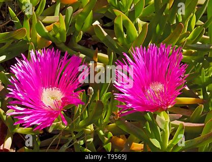 Blooming rose fleurs succulentes, midi ou Delospermum sutherlandii Banque D'Images