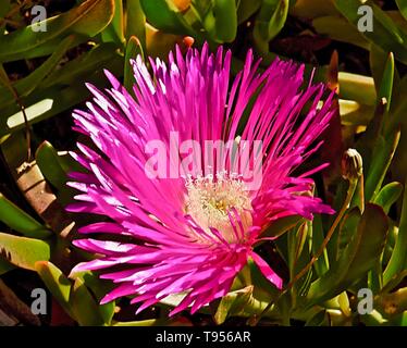 Blooming rose fleurs succulentes, midi ou Delospermum sutherlandii Banque D'Images