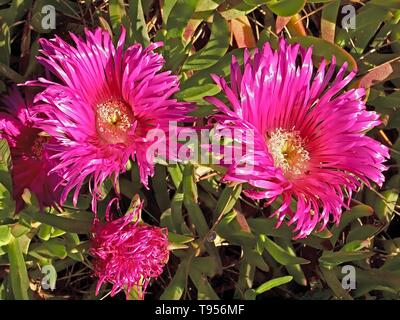 Blooming rose fleurs succulentes, midi ou Delospermum sutherlandii Banque D'Images