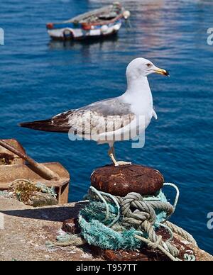 Mouette à un port en face de l'océan bleu Banque D'Images