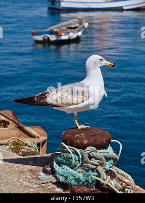 Mouette à un port en face de l'océan bleu Banque D'Images