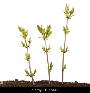 Les jeunes pousses d'un lilac bush dans le sol. Isolated on white Banque D'Images