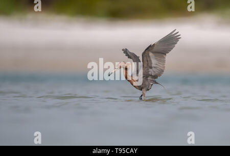 Aigrette rougeâtre sur la plage pêche Banque D'Images