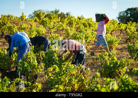 Raisins Garnacha vintage en Dicastillo. Navarre. Espagne Banque D'Images