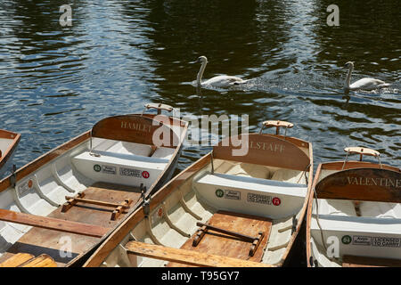 La location de bateaux de plaisance sur la rivière Avon, avec des cygnes dans l'arrière-plan, dans le centre de la Stratford-on-Avon, zone touristique, Warwickshire, Angleterre Banque D'Images