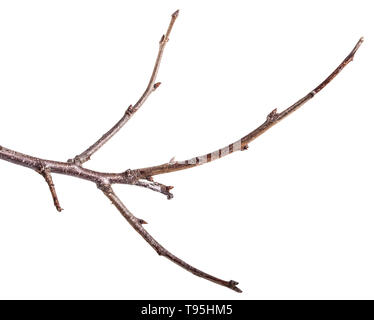 Les branches d'arbre sec isolated on white Banque D'Images