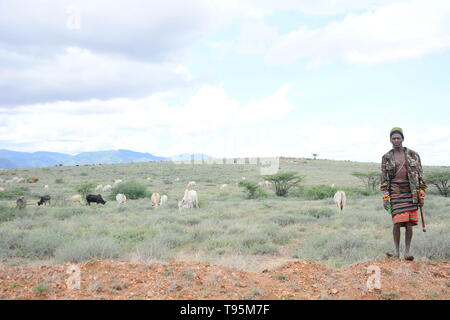 Au Kenya. 14 mai, 2019. Un éleveur est vu debout à côté de son bétail paître dans le comté de Samburu au nord du Kenya.Même si c'est la plus grande région du nord du Kenya Au Kenya, les résidents n'ont pas pleinement le potentiel des ressources massives disponibles dans tout le comté. Credit : Allan Muturi SOPA/Images/ZUMA/Alamy Fil Live News Banque D'Images