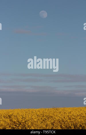 Morpeth, Northumberland, Angleterre. 16 mai, 2019. Fleur de Lune gibbeuse peut Champ avec de l'huile de colza des fleurs. Crédit : David Whinham/Alamy Live News Banque D'Images