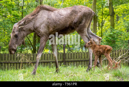 Trois ans de vache de l'orignal (Alces alces) appelé Quanita est vu avec sa jumelle de petits du Zoo de Chomutov, République tchèque, le 17 mai 2019. Quanita éleveurs surpris quand elle s'allongea pour l'allaitement, ce qui est inhabituel pour ces animaux. Quanita est si élevé que les veaux n'a pas atteint le pis. (CTK Photo/Ondrej Hajek) Banque D'Images