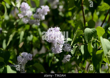 Des grappes de fleurs de lilas sur un buisson par un beau jour de printemps Banque D'Images