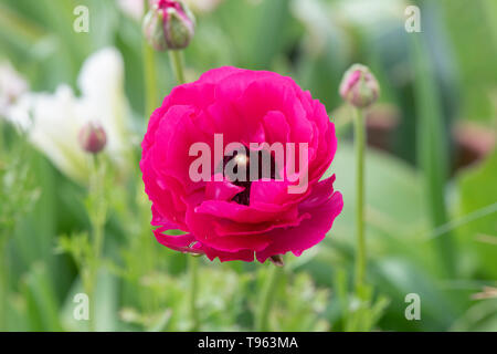 Ranunculus Rose. Fleur de renoncule perse au printemps. UK Banque D'Images