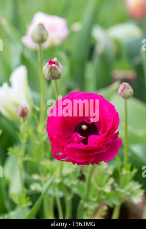 Ranunculus Rose. Fleur de renoncule perse au printemps. UK Banque D'Images